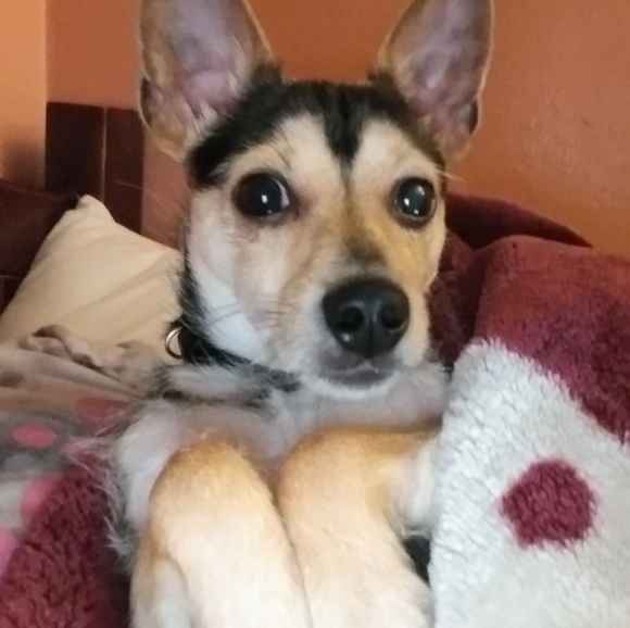 Meet your Posher, Leslie - Picture 1 of 1